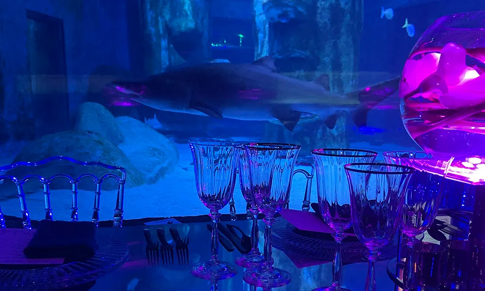 A great white Christmas (exclusive)
