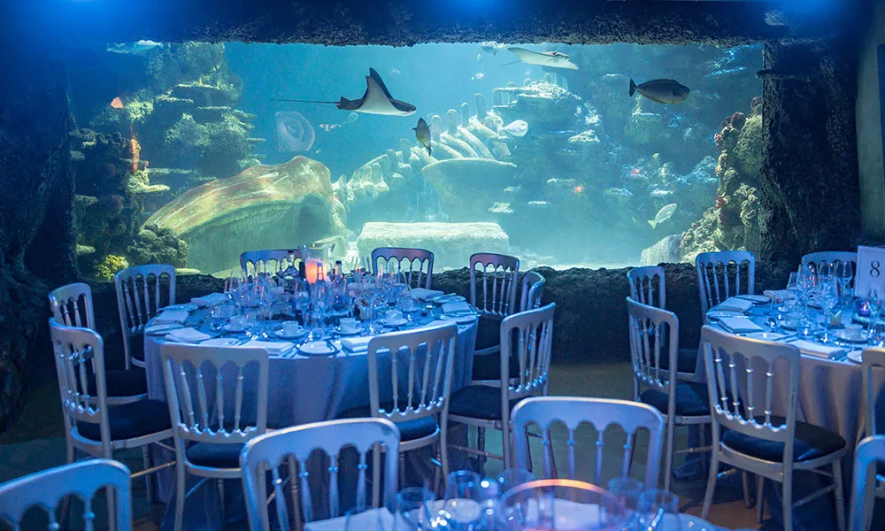 A great white Christmas (exclusive)
